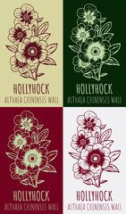 Set of  drawing of HOLLYHOCK in various colors. Hand drawn illustration. Latin name ALTHAEA CHINENSIS .