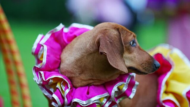 Performance with trained dogs on a green lawn. 