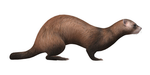 Naklejka premium Ferret isolated on a Transparent Background