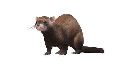 Ferret isolated on a Transparent Background