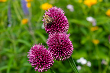 Obraz premium Allium atroviolaceum, also known as Dark Purple Allium or Persian Onion in the garden