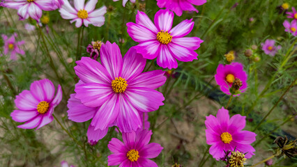 Fototapeta na wymiar Cosmos flowers in the garden