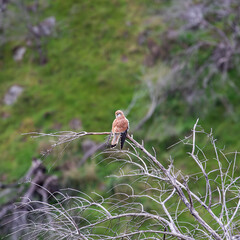sparrow sitting on a grass