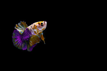 Yellow purple Betta fish, siamese Fighting Fish swimming in Fish tank, isolated on black background