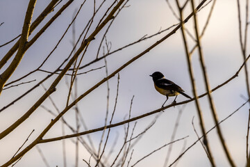 bird, fauna of the steppes of Kazakhstan