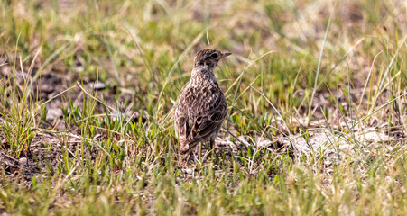 bird, fauna of the steppes of Kazakhstan