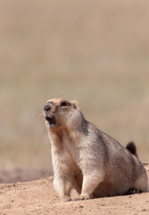 steppe red marmot sits near the hole