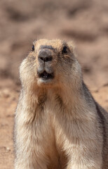 steppe red marmot sits near the hole