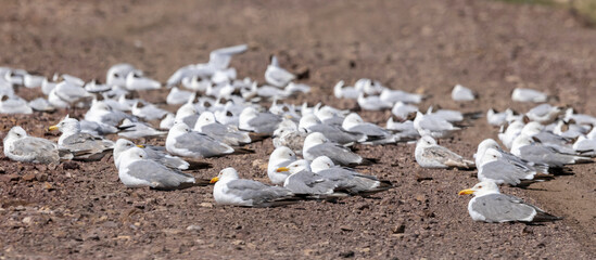 flock of white gulls sitting on the ground