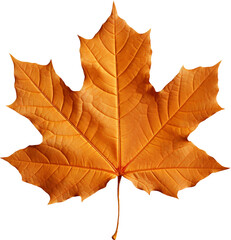 Naklejka na ściany i meble Autumn leaf isolated on transparent background