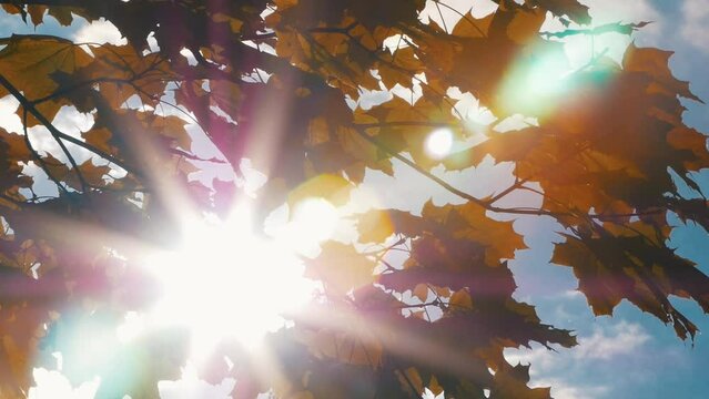 The sun's glare breaks through the autumn foliage of the maple