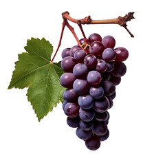 Ripe bunch of grapes on a branch with a leaf. No background