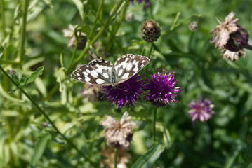 Marbled White (Melanargia galathea) butterfly sitting on a pink scabiosa in Zurich, Switzerland