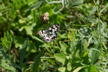 Marbled White (Melanargia galathea) butterfly sitting on a pink scabiosa in Zurich, Switzerland