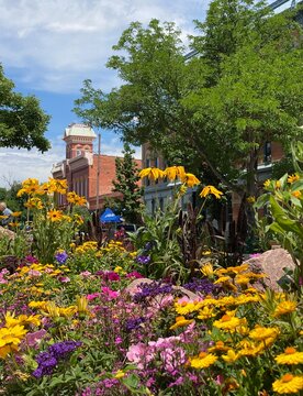 Fort Collins in the Summer with flowers in the foreground and the old firehouse in the background on a clear sunny day