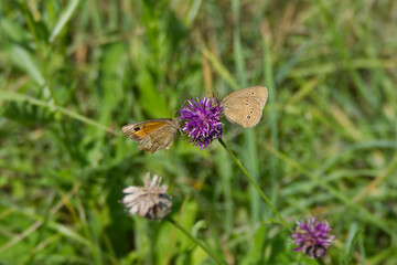 Meadow brown (maniola jurtina) and Ringlet (Aphantopus hyperantus) butterfly sitting on a pink flower in Zurich, Switzerland