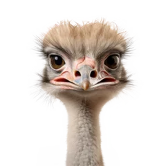 Deurstickers ostrich isolated on white. © purich