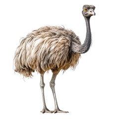 ostrich isolated on white.