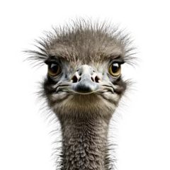 Fotobehang ostrich isolated on white. © purich
