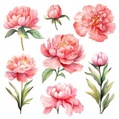 Obraz premium Vibrant Watercolor Peonies on White Background AI Generated