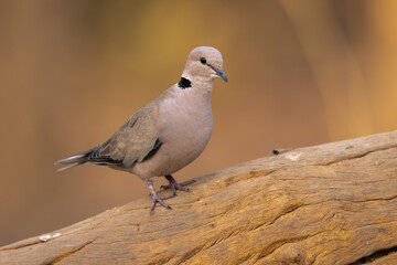 Vinaceous Dove perched on a tree
