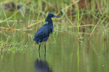 Black egret foraging in its natural habitat