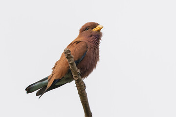 Broad-billed roller perched on a branch