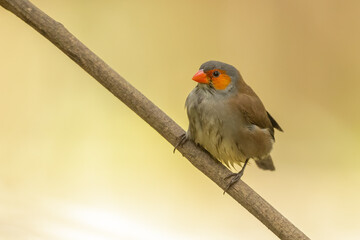 Orange-cheeked waxbill perched on a branch