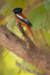 Red-bellied Flycatcher perched on a branch