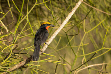 Yellow-crowned Gonolek perched on a branch
