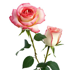 Elegant Floral Focus: Delicate Pink Roses in High Definition on a trasparent background