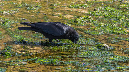 Crow Looking for Food