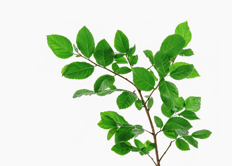 Organic Botanical Delight: Leafy Green Branch on White Background, Natural Foliage in Isolation