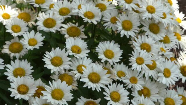 A bush of white daisies in the garden. Summer flower. Gardening. Buds close up. Chamomile petals. Floral background. Flora plant