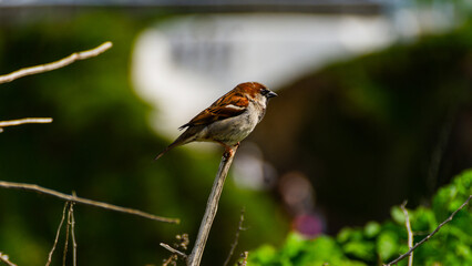 Perched Sparrow
