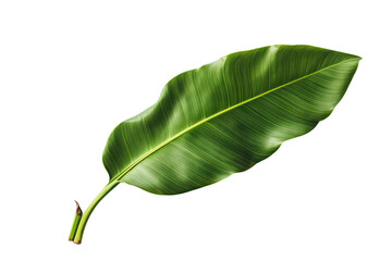 Fototapeta premium Banana fresh green tropical leaf isolated on transparent background, PNG