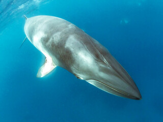 Minke whales in Great Barrier Reef