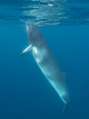Fototapeta premium Minke whales in Great Barrier Reef