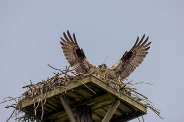 The western osprey (Pandion haliaetus ), female  flies to the nest