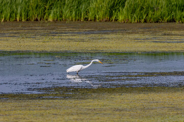 The great egret (Ardea alba) on the hunt. This bird also known as the common egret, large egret, or  great white egret or great white heron.