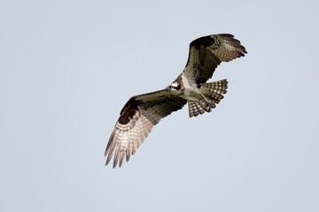 The western osprey (Pandion haliaetus ), female in flight