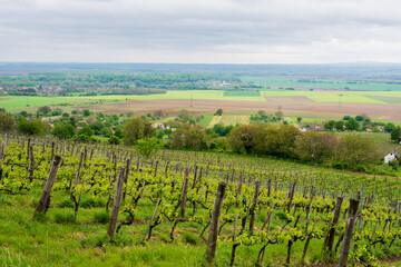 Fototapeta na wymiar Vineyard. Rows of vine grape in vineyards in spring