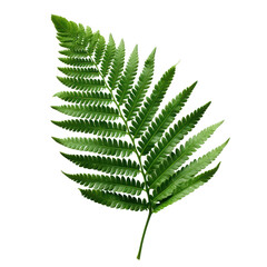 Fern fresh green tropical leaf isolated on transparent background, PNG