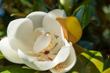 A honey bee collects pollen from a magnolia flower on a sunny day