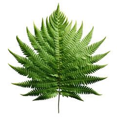 Fern fresh green tropical leaf isolated on transparent background, PNG