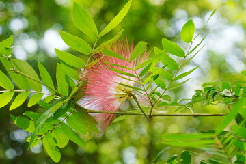 The Mimosa Tree is a stunning show of flower bursts, which are often compared to starbursts or...