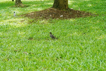 Javan Myna, Acridotheres javanicus,爪哇八哥, 白尾八哥,   on the grass