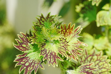 The Ati-Atihan coleus, scientifically known as Plectranthus scutellarioides 'Ati-Atihan', is a variety of coleus, a popular ornamental plant prized for its colorful foliage. 彩叶草