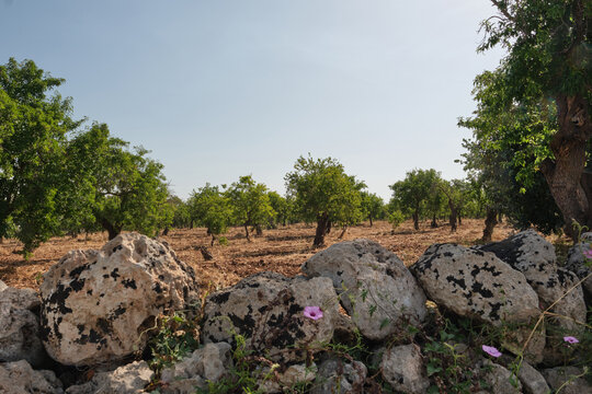 Mandorli in Sicilia, alberi di mandorla con muro a secco di pietra bianca
