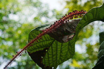 Coccoloba rugosa, commonly known as the wrinkled-leaved or sea grape, is a tropical tree or shrub native to coastal areas in the Caribbean, Florida, and parts of Central and South America.